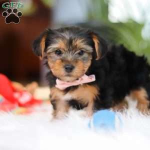 Millie, Yorkie Puppy